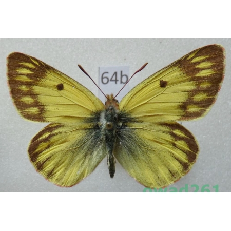 Colias ladakensis C. Felder, 1865 China64b